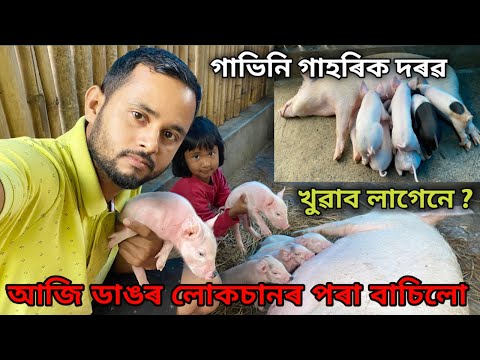 আজি ডাঙৰ লোকচানৰ পৰা বাচিলো।গাভিনি গাহৰিক দৰৱ খুৱাব লাগেনে ?pig farm/pig farming in India