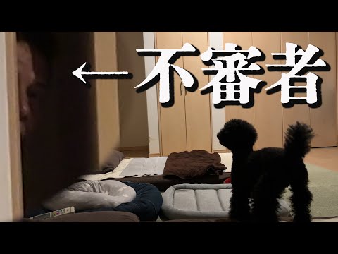 寝室を覗く不審者と犬の行動に涙の結末が待っていました【デカプー】【トイプードル】