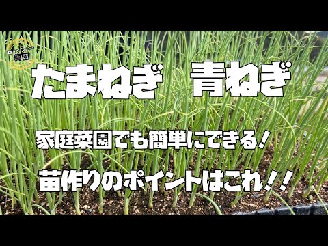 【玉ねぎ】【青ねぎ】の苗つくり【たまねぎ】の育苗はこうだ！！【農家の家庭菜園】