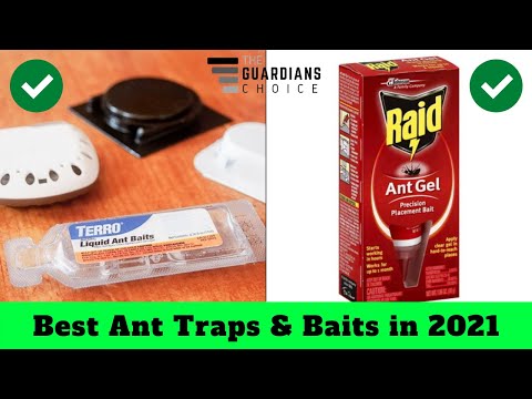 Top 10 Best Ant Traps & Baits in 2021 | The Guardians Choice