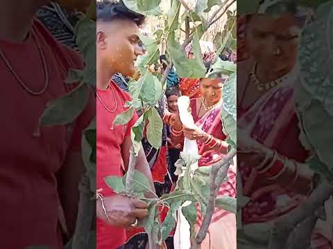 Sambalpuri marriage dance dal mat haldi Lipi rani song