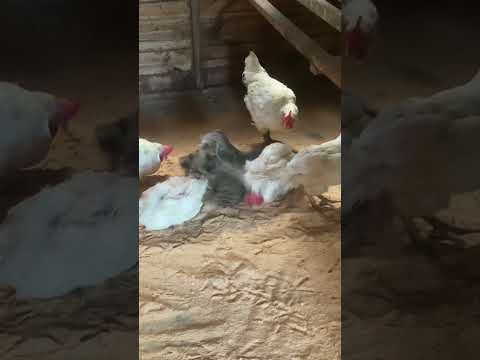 This is how chickens have a good time ☺️ #chickens #shorts