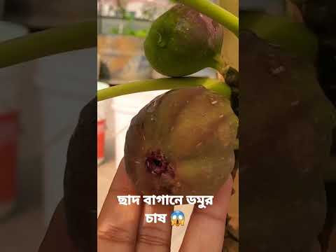 ছাদ বাগানে ডমুর চাষ 😱 #yourtubeshorts, #shorts, @FOODBUZZ #foodvlogs