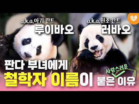 루이바오 러바오  '아기 칸트' 이전에 '원조 칸트'가 있었다! 🐼 판다 부녀가 칸트바오라고 불리는 이유