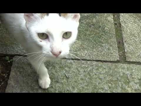 ねこ日記#2295 今日もカメラに猫パンチしてくるマオ☆