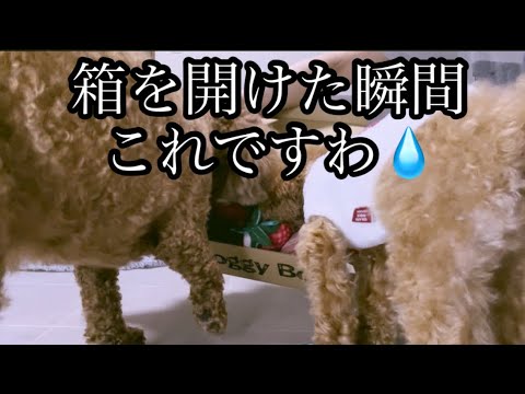 いつも中身が見えません（泣）【ドギーボックス4月BOX】