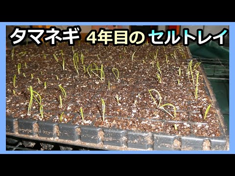 【タマネギ セルトレイ4年目の種まき 最悪～！ 2024秋】家庭菜園31年目