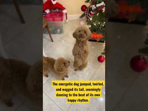 Dog short videos / dog dancing like a doll #shorts #dog #dance