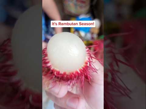 My favorite Rambutan variety! Sweet & juicy! #rambutan #rambutanfruit #rambutanseason #tropicalfruit