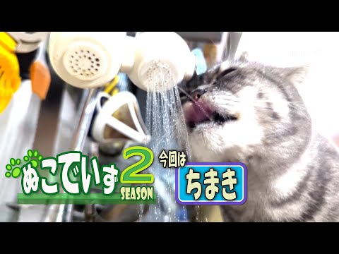 【洗いもんちゅうにやってくる猫はいませんか】おゆはだすにゃ