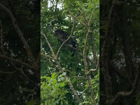 Concrete cat is up a tree #farming #cat