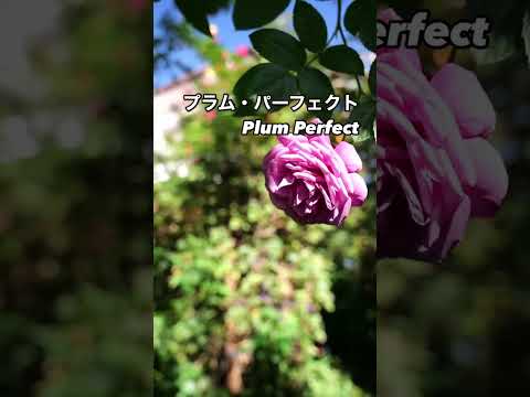 フロリバンダ系統の美しさ:プラム・パーフェクト Plum Perfect⠀紫の秋花が咲いた。2024年12月6日⠀コルデスKordesのブッシュローズ。ドイツのバラ