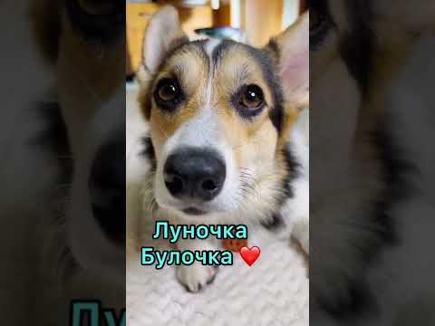 СМЕШНЫЕ ЖИВОТНЫЕ | БУДЕШЬ МОИМ ДРУГОМ?