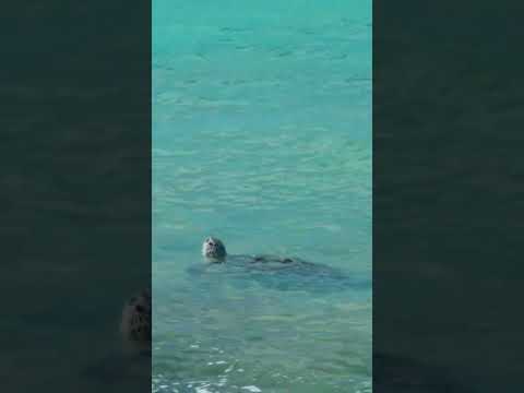 Watching the Turtles at Lanikea Beach