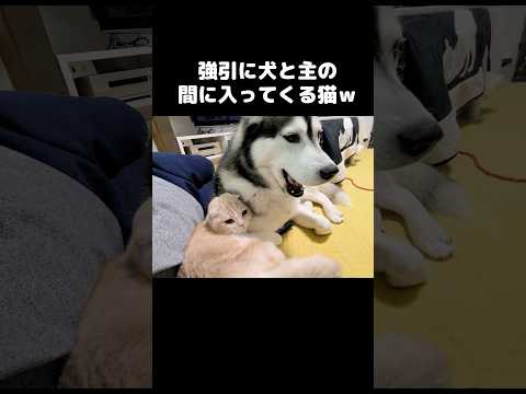 強引に犬と主の間に入ってくる猫...笑#shots