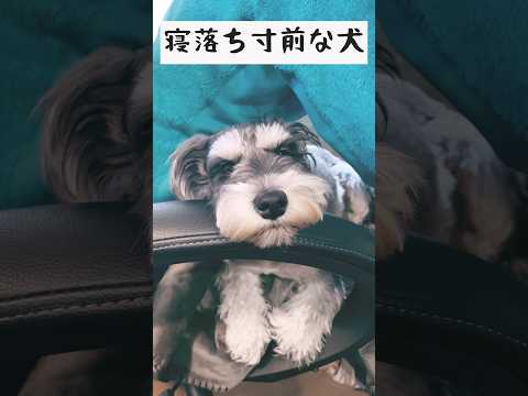 寝落ち寸前なミニチュアシュナウザー #shorts #シュナウザー #かわいい犬 #いぬ #schnauzer #いぬのきもち #犬のいる暮らし #犬のいる生活