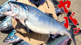 92cmの巨大鮭！浮きルアーでアキアジ跳ね撃ちにチャレンジ【北海道 / 枝幸】- salmon fishing -