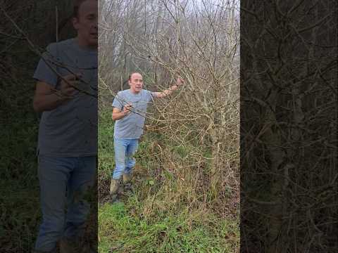 Self Seeded Oak #permaculture #treeplanting #nativetrees #oaktree #adventure #forest #nature #mud