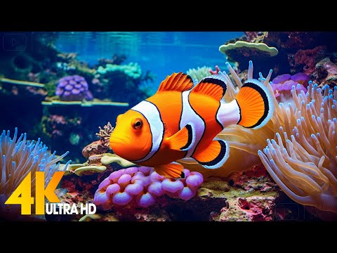 Aquarium 4K VIDEO (ULTRA HD) 🐠 Beautiful Coral Reef Fish - Relaxing Sleep Meditation Music #13