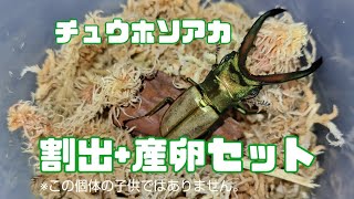 【為にならないクワガタ飼育】採卵+産卵セット再セット！チュウホソアカ編