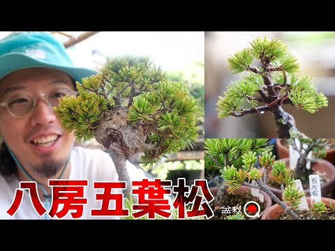 Make a bean bonsai with eight-clustered Goyomatsu. [Bonsai Q]