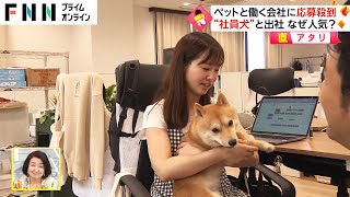 【直アタリ】ペットと働く会社に応募殺到　“社員犬”と出社 なぜ人気?