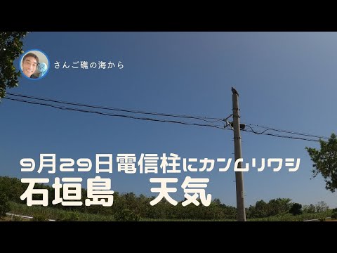 【石垣島天気】9月29日12時ごろ。電信柱にカンムリワシ　15秒でわかる今日の石垣島の様子。