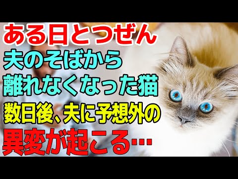 【不思議な話】我が家の猫はちょっと不思議な子で具合が悪かったり痛みがあると近づいて寄り添ってくれる。するとある日、夫にすり寄りよると→夫「ん、どうした？」→数日後、奇跡が…。【朗読】【猫】【感動】