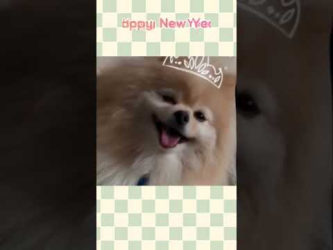 예의바른 댕댕이의 해피뉴이어~~#shorts #Happy New Year #puppy