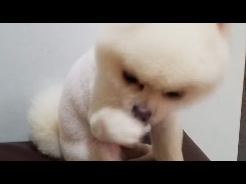 我家的松鼠博狗Squirrel Pomeranian