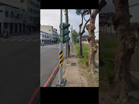 🌳高雄水溝又出樹了…地點：鼓山三路&吳鳳路口看起來底下沃土滿厚的，請高市府好好清淤吧，太久沒清易淹水的。 #水溝