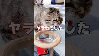 シャーシャーモードはヤラセなんですか？ 今こそ真実をお見せするでごわす…😭 #猫