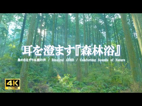 耳を澄ます『森林浴』：鳥のさえずり、鹿の声／自律神経を整える【自然音,立体音響,4K,relaxing  nature sounds】