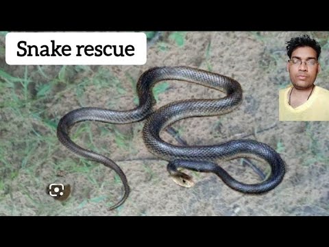 Black snake 🐍 ll.  घर में निकला ।। snake rescue //. Raat ka andhera