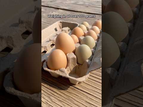 Giant Double Yolk Chicken Egg! #petchickens #rare #twins