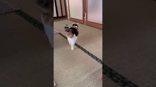 【三毛猫】母の帰宅に嬉しそうなミケ