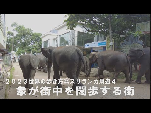 ㊹スリランカ周遊４ ピンナワラ象の孤児院