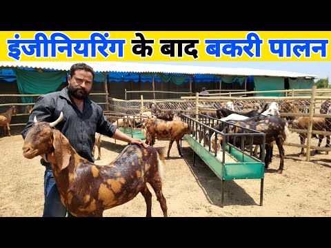 दो इंजीनियर भाइयों ने शुरू किया बकरी पालन | Bakra farming in india