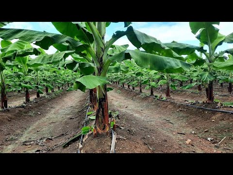 banana growing expert / finger lady banana variety