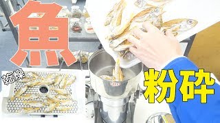 [魚粉作り]小型粉砕機で魚をパウダー加工（ハイスピードミル）