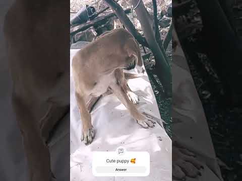 🥰 cute dog #viralvideo