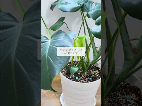 🍀水やりだけじゃない！風が植物を元気にする理由🍀【☘Life with Houseplant】10-3