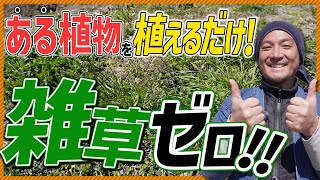 【農家直伝‼】もう雑草が生えない！最強の解決法をまるっと伝授！