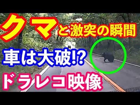 【熊と遭遇】激突の瞬間ドラレコ事故映像