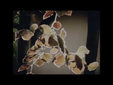 Bibio - Crocus