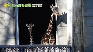 【東山動植物園公式】カンナカメラ目線　《 アミメキリン　キリン 》