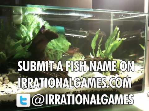 Help name the Irrational Games Fishes!