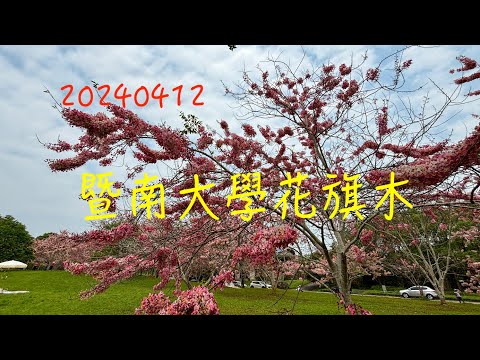 萬ㄟeye台灣20240412暨南大學花旗木   4K