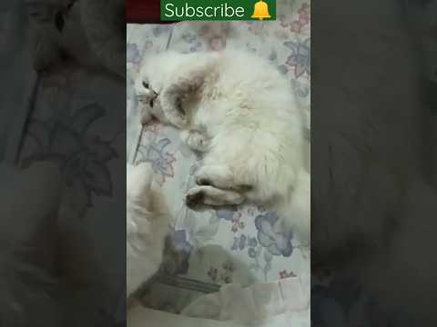 Cute and funny baby kitten🐈 🐾 #shorts #youtubeshorts #viral #reels #viralvideo #cute #cat #funny