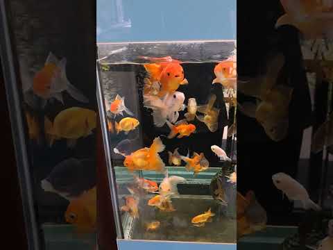 快樂小魚兒水中悠游 #金魚 #寵物店